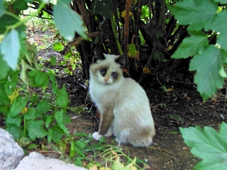 1024 X 768 368.2 Kb -