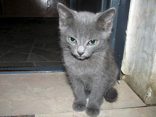 1920 X 1440 659.1 Kb Кошачья Санта-Барбара: хорошая кошка и её 4 чудных котёнка ждут хозяев!