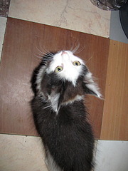 1920 X 2560 310.1 Kb 1920 X 1440 659.1 Kb Кошачья Санта-Барбара: хорошая кошка и её 4 чудных котёнка ждут хозяев!