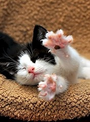 366 X 495 49.8 Kb 447 X 604 39.7 Kb   