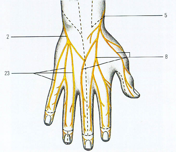 Местоположение рук. Иннервация лучезапястного сустава. Иннервация локтевого нерва на кисти. Иннервация тыльной поверхности кисти. Иннервация пальца кисти.
