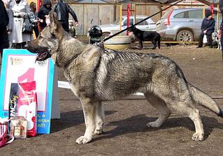 600 X 420 59.4 Kb 254 x 177 -