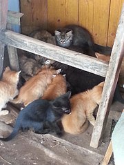 453 X 604 55.6 Kb Пожалуйста, помогите с передержкой для котят