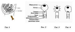 800 X 347 88.0 Kb вот и верь этой медицине....