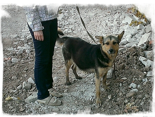 1186 X 894 936.0 Kb найдена собака овчароидного типа!