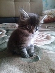 768 X 1024 118.4 Kb 510 X 383  34.2 Kb 510 X 383  32.5 Kb    -  !