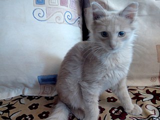 1280 X 960 172.1 Kb 1280 X 960 182.2 Kb Персик прелестный - котомальчик Фанни. В добрые руки)