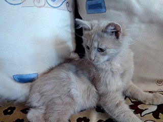 1280 X 960 166.3 Kb 1280 X 960 172.1 Kb 1280 X 960 182.2 Kb Персик прелестный - котомальчик Фанни. В добрые руки)