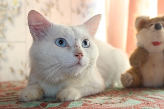 900 X 600 184.6 Kb        !