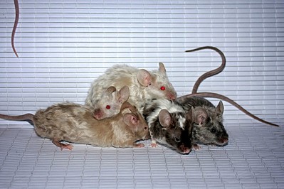 1920 X 1279 424.0 Kb - -  