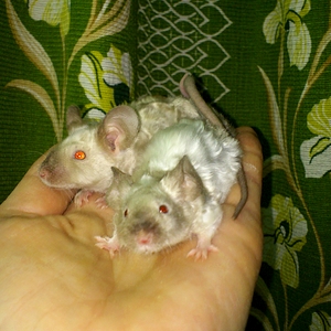 1100 X 1100 887.4 Kb 1920 X 1279 482.6 Kb 1920 X 1279 424.0 Kb - -  