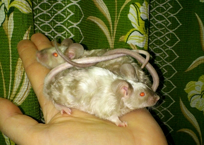 1296 X 923 915.5 Kb 1100 X 1100 887.4 Kb 1920 X 1279 482.6 Kb 1920 X 1279 424.0 Kb - -  