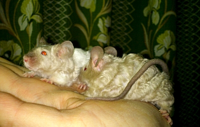 1693 X 1073 86.5 Kb 1296 X 923 915.5 Kb 1100 X 1100 887.4 Kb 1920 X 1279 482.6 Kb 1920 X 1279 424.0 Kb - -  