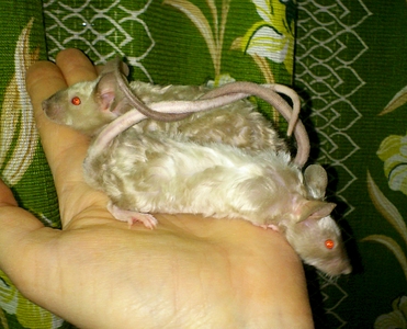 1310 X 1059 1023.7 Kb - -  