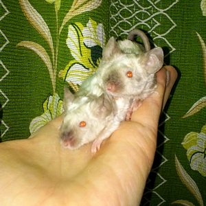 1029 X 1029 842.5 Kb 1310 X 1059 1023.7 Kb - -  