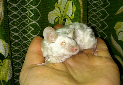 1025 X 712 584.2 Kb 1029 X 1029 842.5 Kb 1310 X 1059 1023.7 Kb - -  