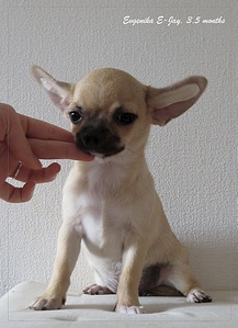 1465 X 2017 828.7 Kb   E-Jay