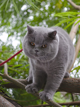 275 x 367 Питомник'Gem Sweet'.Любимые британские ПЛЮШКИ.Британские котята: белые,голубые