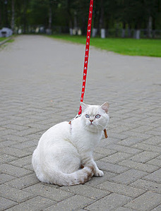 280 X 367  25.3 Kb Питомник'Gem Sweet'.Любимые британские ПЛЮШКИ.Британские котята: белые,голубые