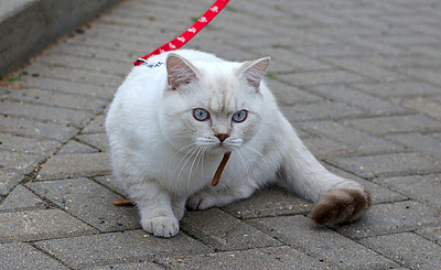 599 X 367  57.7 Kb 280 X 367  25.3 Kb Питомник'Gem Sweet'.Любимые британские ПЛЮШКИ.Британские котята: белые,голубые