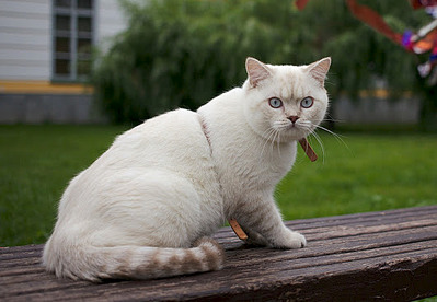 531 X 367  42.3 Kb 599 X 367  57.7 Kb 280 X 367  25.3 Kb Питомник'Gem Sweet'.Любимые британские ПЛЮШКИ.Британские котята: белые,голубые