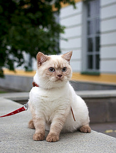 279 X 367  25.6 Kb Питомник'Gem Sweet'.Любимые британские ПЛЮШКИ.Британские котята: белые,голубые