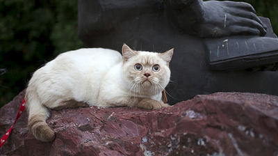 655 X 367  46.6 Kb Питомник'Gem Sweet'.Любимые британские ПЛЮШКИ.Британские котята: белые,голубые