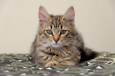 1920 X 1271 451.4 Kb   (  )     .