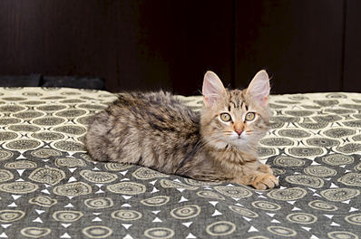 1920 X 1271 648.5 Kb 1920 X 1271 451.4 Kb   (  )     .