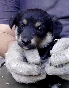 287 X 368 31.3 Kb Щенок девочка вариант в частный дом