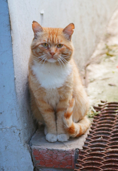 1699 X 2452 920.7 Kb     .