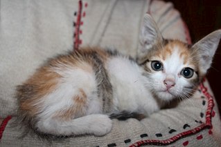 604 X 403 37.8 Kb  .   .