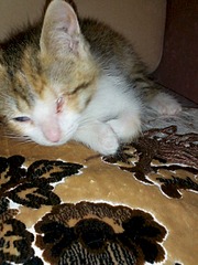 1920 X 2560 355.4 Kb  .   .