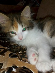 1920 X 2560 788.0 Kb 1920 X 2560 355.4 Kb  .   .