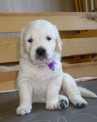 600 X 749 241.5 Kb 800 X 599 215.9 Kb 800 X 551 184.9 Kb 600 X 710 165.9 Kb   