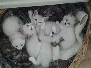 1365 X 1023 79.0 Kb Котята красивого окраса в дар.