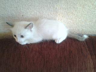 1365 X 1023 89.3 Kb 1365 X 1023 76.0 Kb 1365 X 1023 91.5 Kb 1365 X 1023 64.2 Kb 1365 X 1023 79.0 Kb Котята красивого окраса в дар.