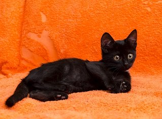 604 X 445 56.9 Kb  -  ,   !