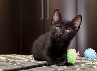 604 X 446 36.2 Kb  -  ,   !