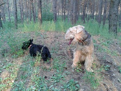 600 X 450 98.9 Kb 600 X 450 113.7 Kb Шиншиллы Из Династии Чин-Чин и девчонки-скотчонки) есть шиншиллята