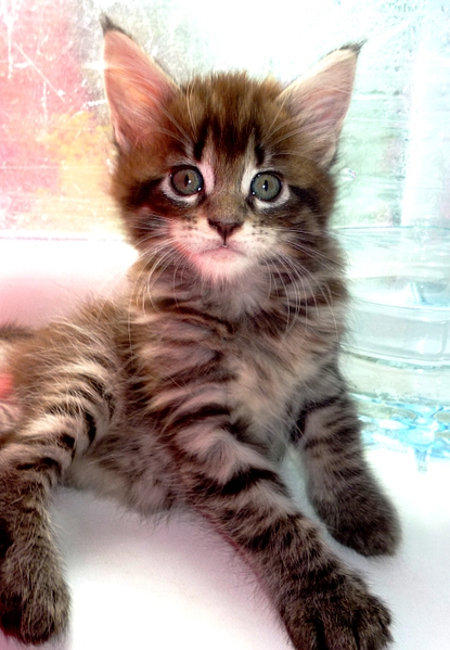 1063 X 1536 884.0 Kb 1730 X 1463 185.6 Kb 1303 X 1526 1002.5 Kb - -  ,    .    .