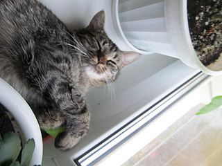 1600 X 1200 168.5 Kb Пропала кошечка коричневая, полосатая 6 августа Холмогорова 59