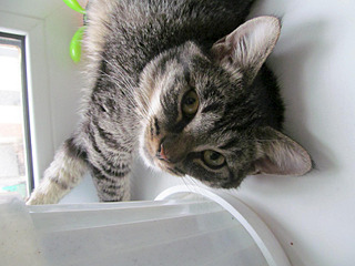 1600 X 1200 191.6 Kb Пропала кошечка 6 августа, коричневая, полосатая. Холмогорова, 59.