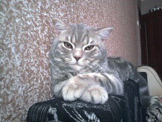 604 X 453 57.3 Kb потерялся британец гладко шёрсный