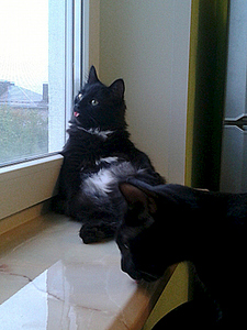 300 X 400 100.6 Kb Котенок с 'облаком в штанах') вылечился!