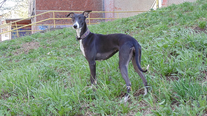 1920 X 1080 875.6 Kb 1920 X 1080 961.0 Kb Уиппет (Whippet) - малая английская борзая