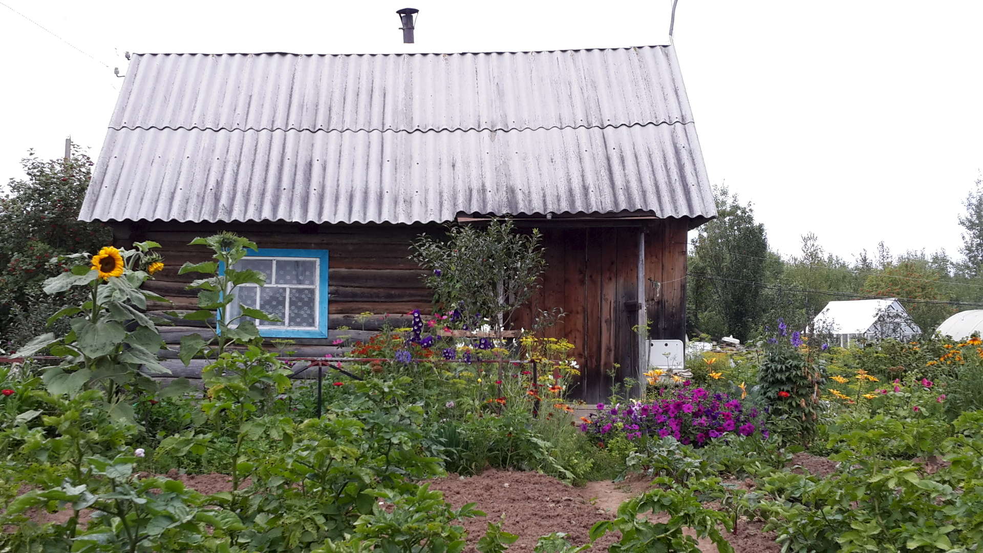 дача снт росинка. снт росинка рудаково. дача снт росинка. кипарисово снт росинка. дача в снт , михнево.