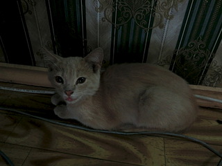 1920 X 1440 459.0 Kb 1920 X 1440 494.9 Kb 1,5 . 
