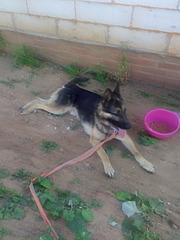 1920 X 2560 768.7 Kb Найдена немецкая овчарка в с. Первомайский