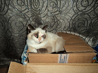 1920 X 1440 952.7 Kb -